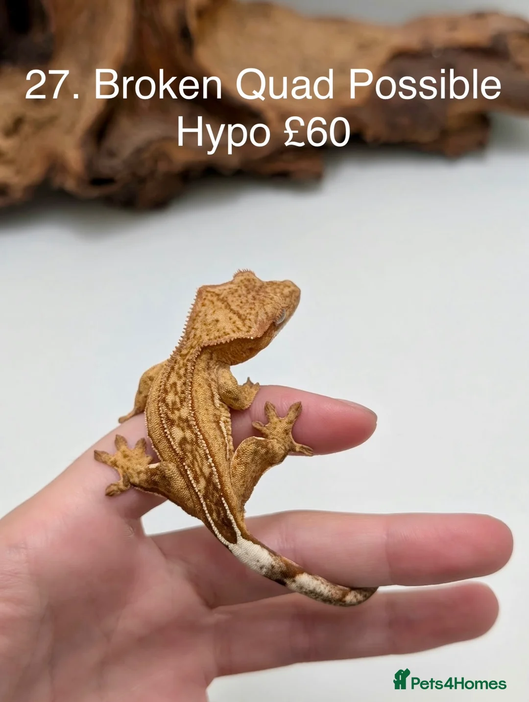Gecko reptiles for sale: Stunning Mixed Morph Crested Gecko Babies! - Advert 23