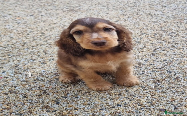 Cocker Spaniel dogs - Advert 5