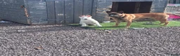 Mixed Breed dogs for sale: My beloved girl Bella  in Wrexham - Advert 2