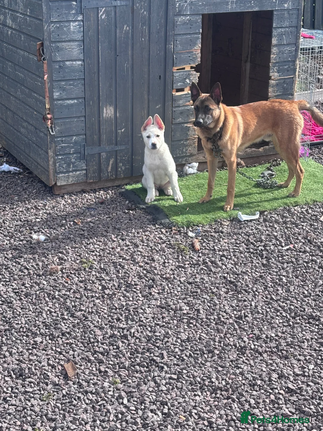 Mixed Breed dogs for sale: My beloved girl Bella  in Wrexham - Advert 2