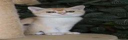 British Shorthair cats for sale: Ready Champion lines BSH kittens  - Advert 23