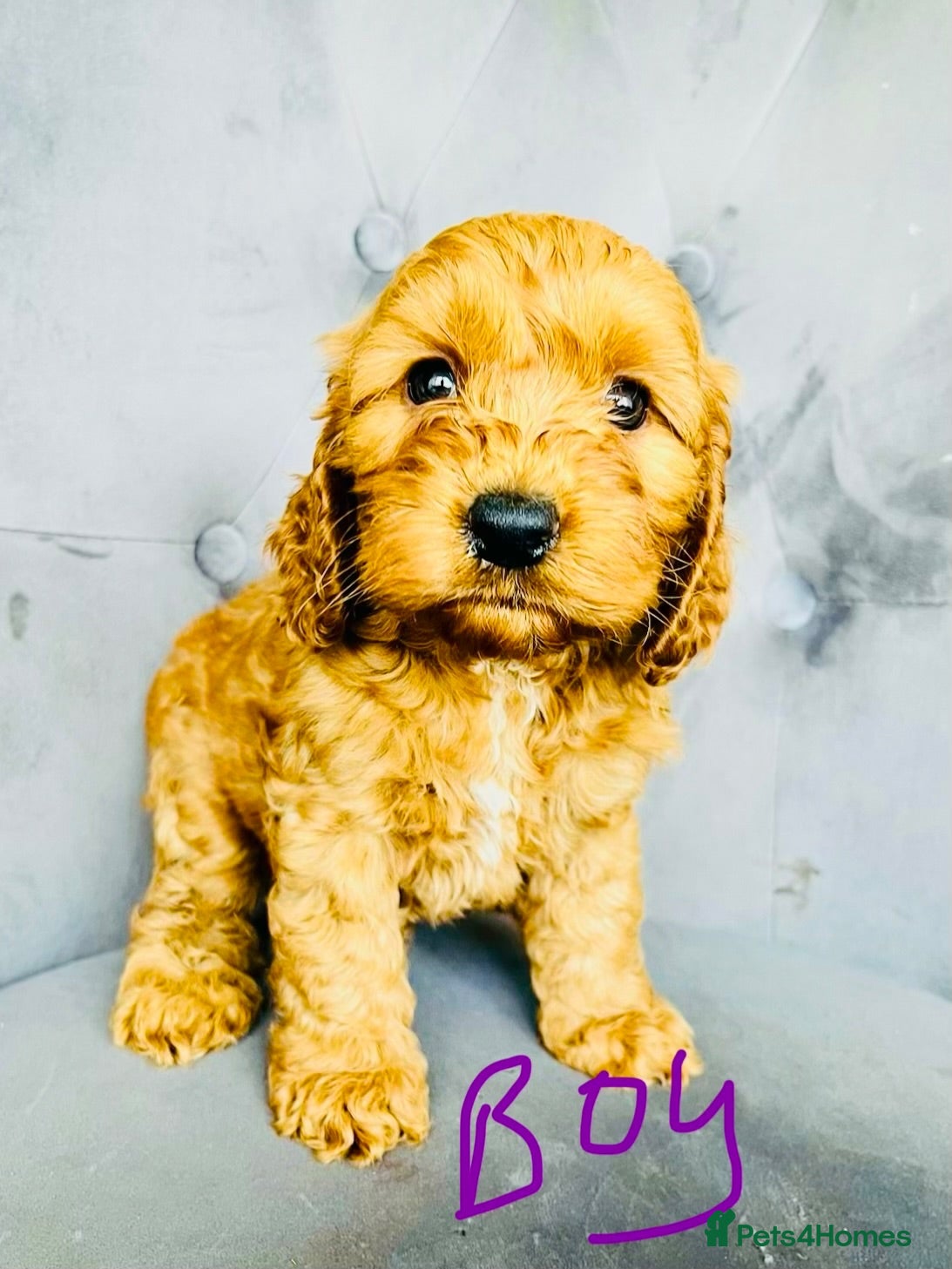 Cockapoo dogs F1 Show cockapoos  - Advert 2