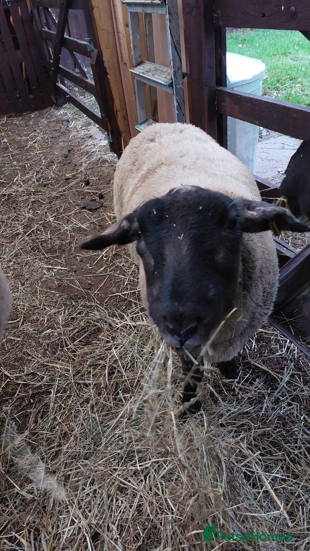 Sheep livestock for sale: Suffolk Sheep Wether - Advert 3