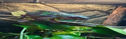 Chameleon reptiles for sale: Ambidole panther chameleon in Runcorn - Advert 3