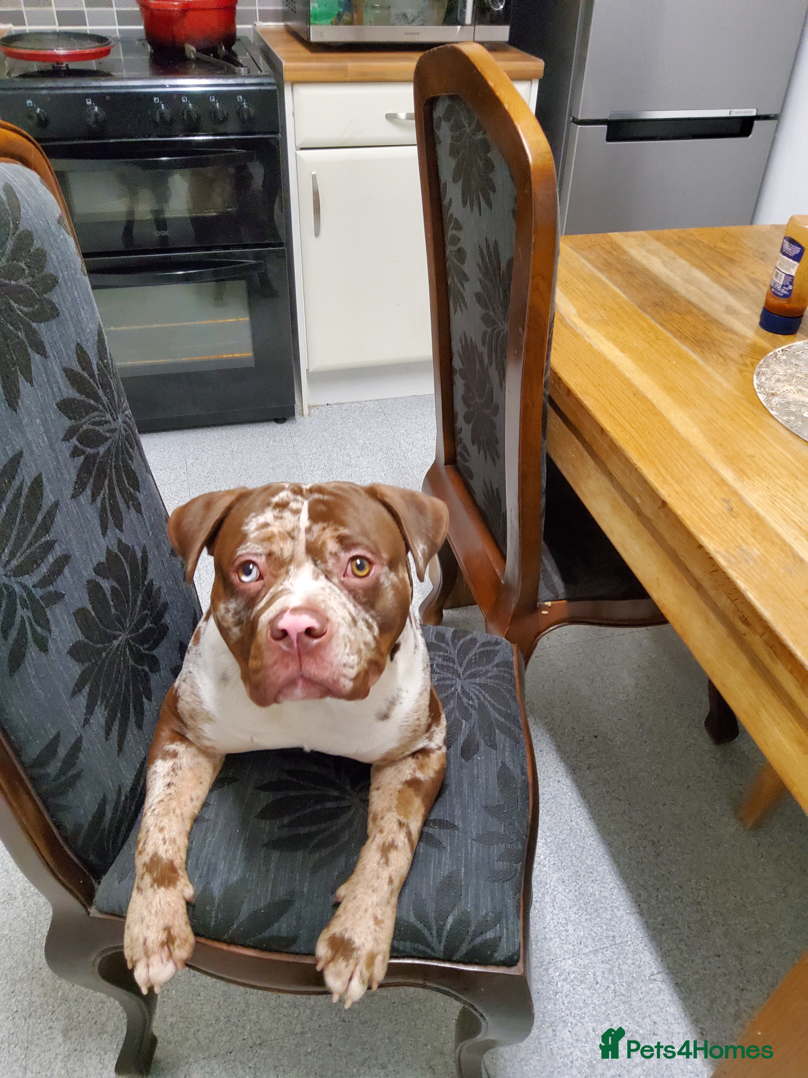 American Bully dogs Sommerville  in York - Advert 5