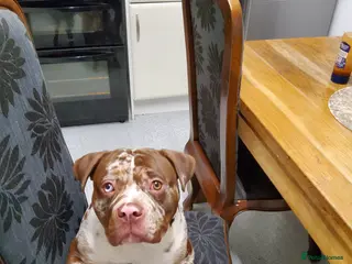 American Bully dogs Sommerville in York - Advert 5