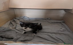 Mixed Breed cats for sale: Mixed Breed Ragdoll Kittens - Image 3