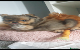 Pomeranian dogs for stud: Beautiful Pom for stud  - Advert 14