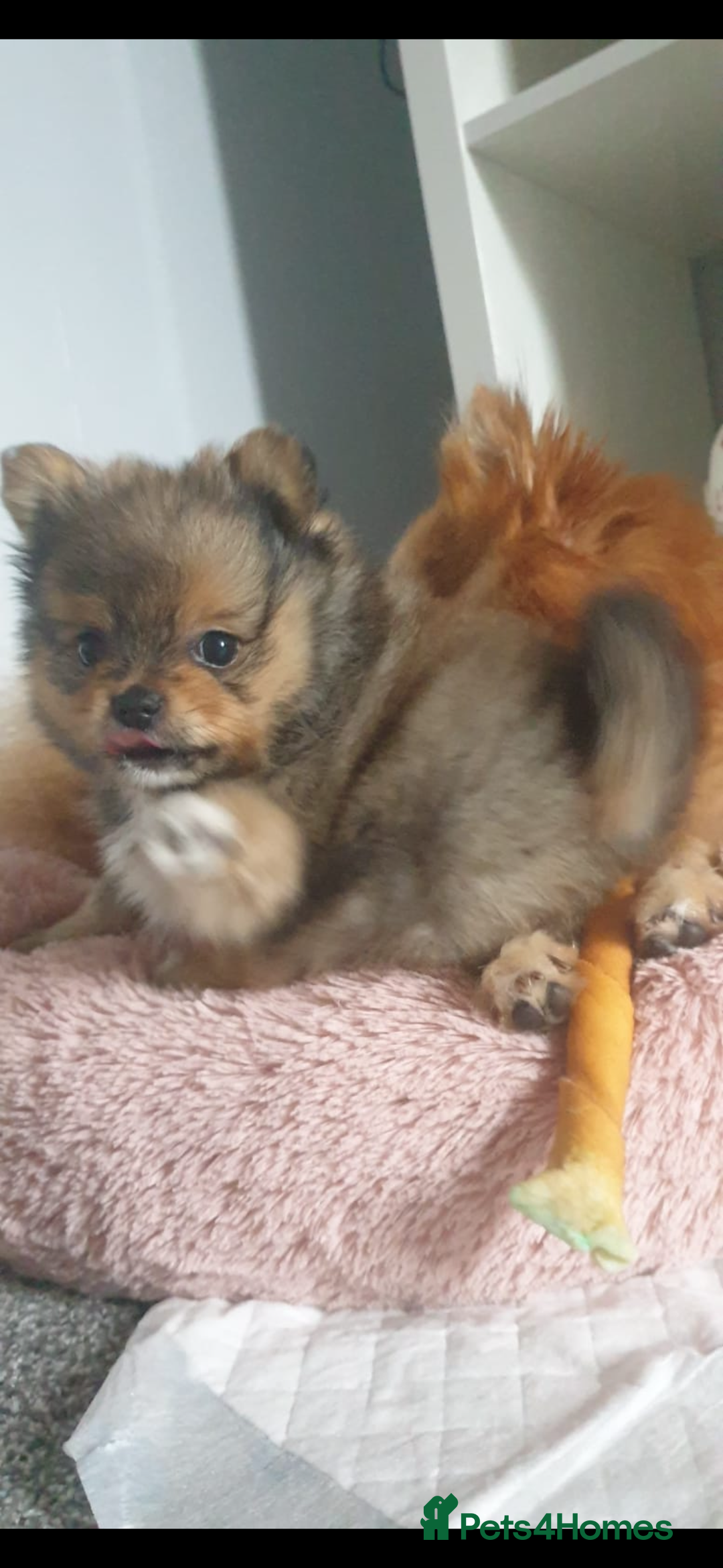 Pomeranian dogs for stud: Beautiful Pom for stud  - Advert 14