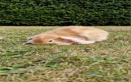 English Lop rabbits for sale: 6 adorable bunnies £60 each ready for a fun home  - Image 14