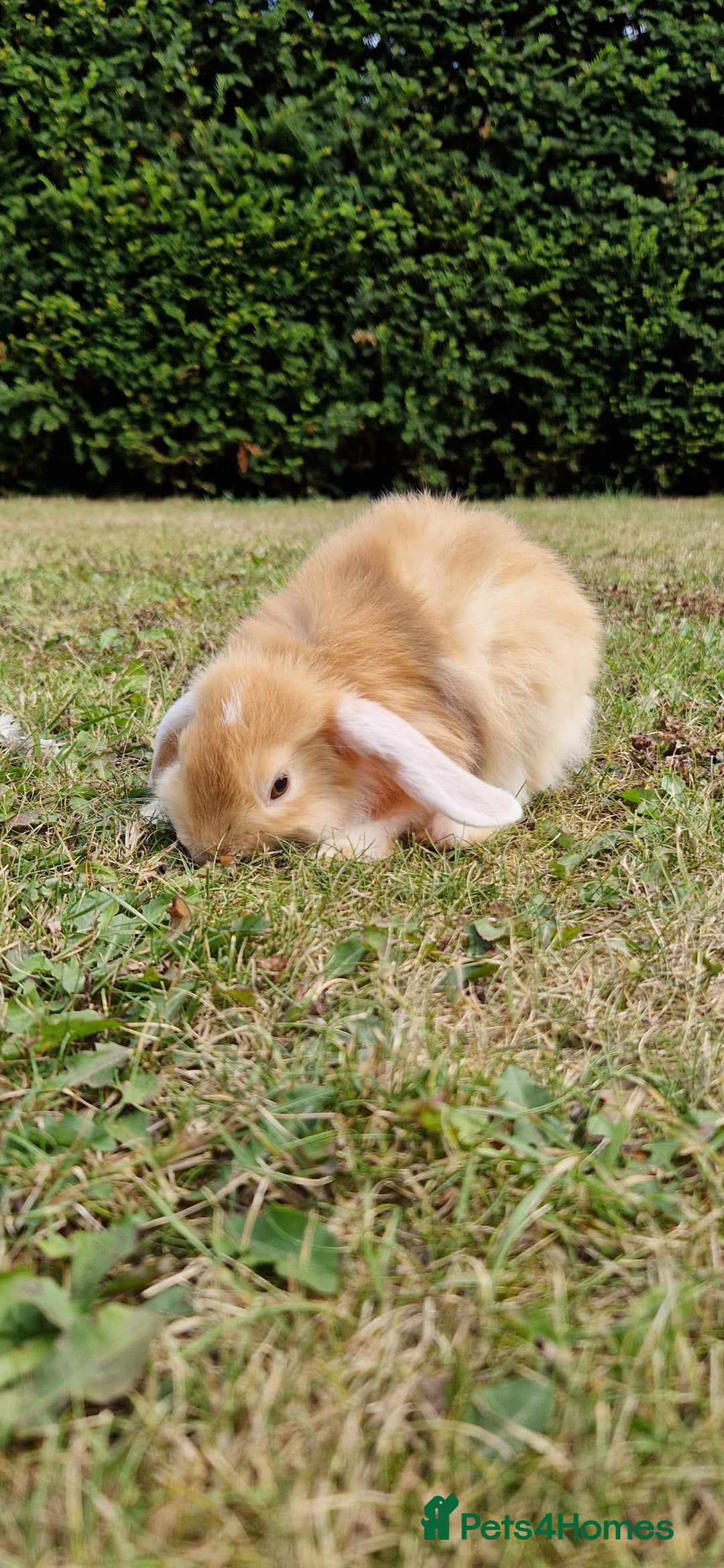 English Lop rabbits for sale: 6 adorable bunnies £60 each ready for a fun home  - Image 14