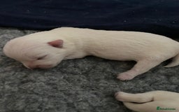 West Highland Terrier dogs for sale: Quality Pure West Highland Terrier - Image 3