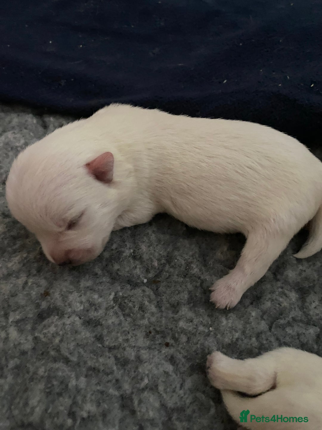 West Highland Terrier dogs for sale: Quality Pure West Highland Terrier - Image 3