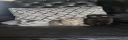 Scottish Fold cats for sale: Beautiful Scottish fold /straight kittens  - Advert 1