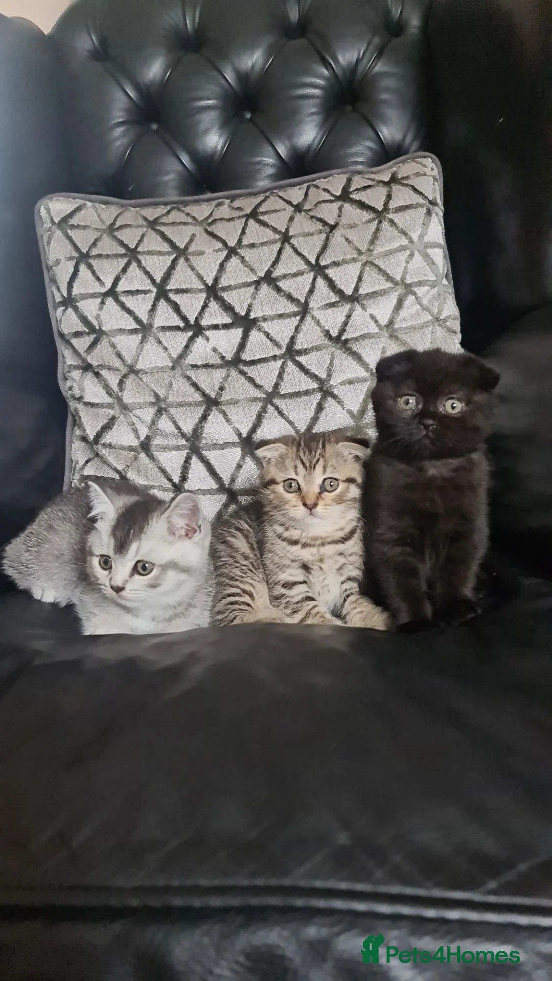Scottish Fold cats for sale: Beautiful Scottish fold /straight kittens  - Advert 1