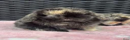 Mini Lop rabbits for sale: Pure bred baby pedigreed mini lops  - Advert 9