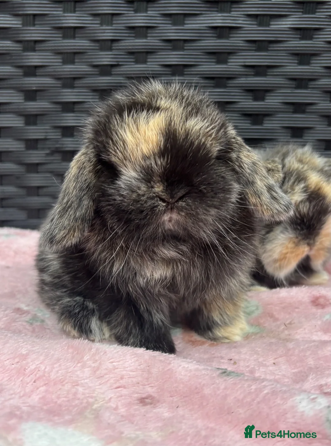 Mini Lop rabbits for sale: Pure bred baby pedigreed mini lops  - Advert 9