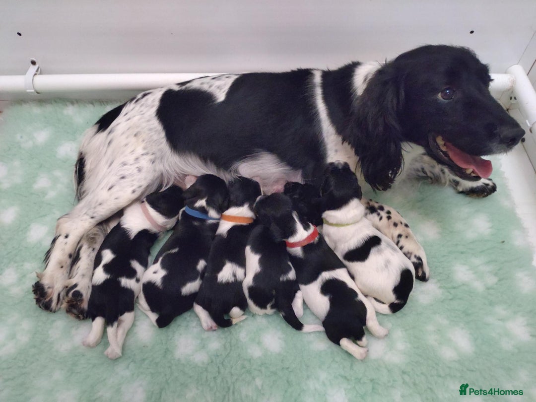 English Springer Spaniel dogs for sale: Health Tested English Springer Spaniel Puppies - Advert 1