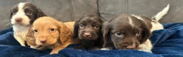 Cocker Spaniel dogs for sale: Cocker Spaniel Puppies  - Advert 23