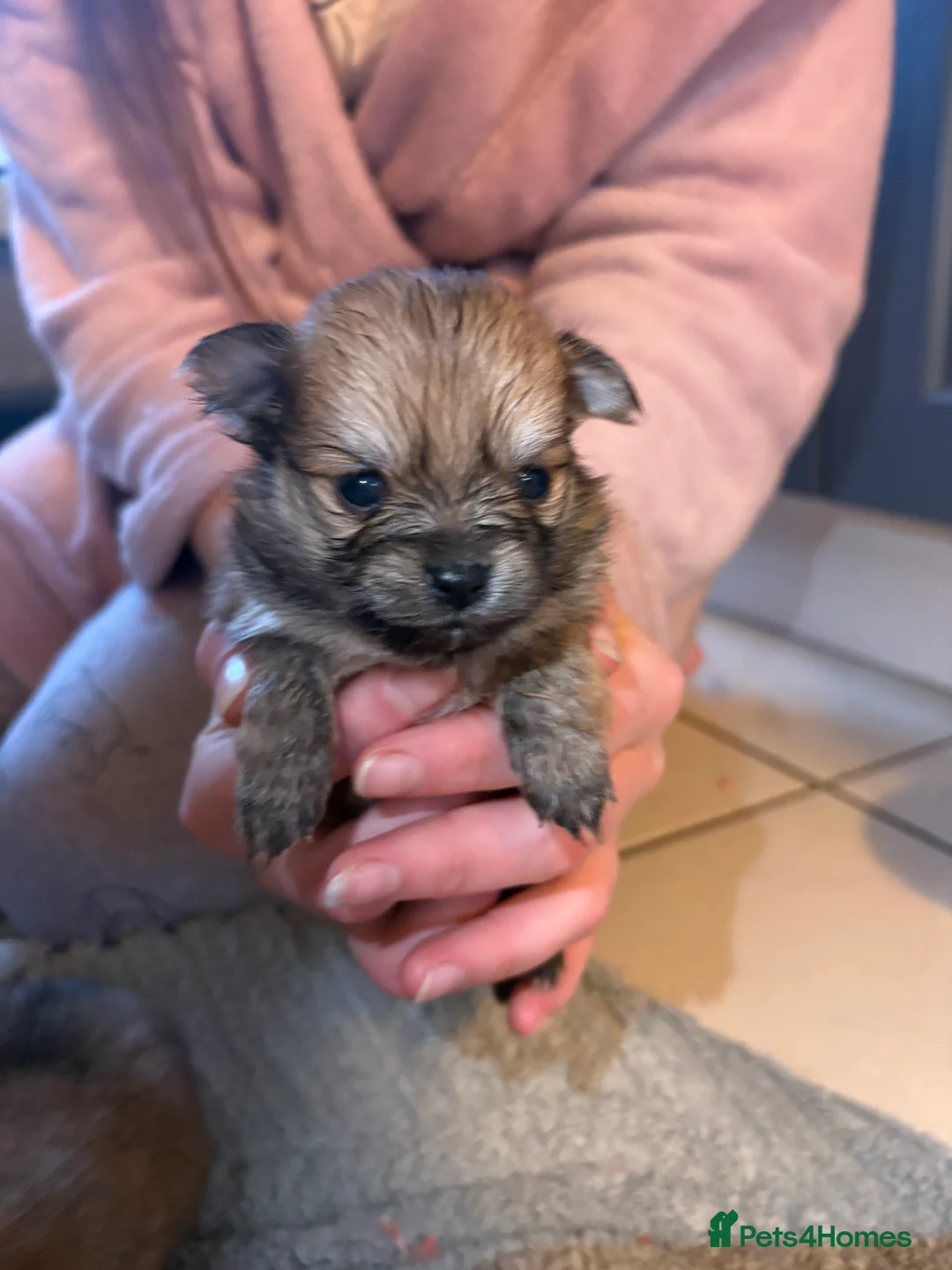 Pomchi dogs for sale: 4 Beautiful pomchis 🐶🐾 - Advert 13
