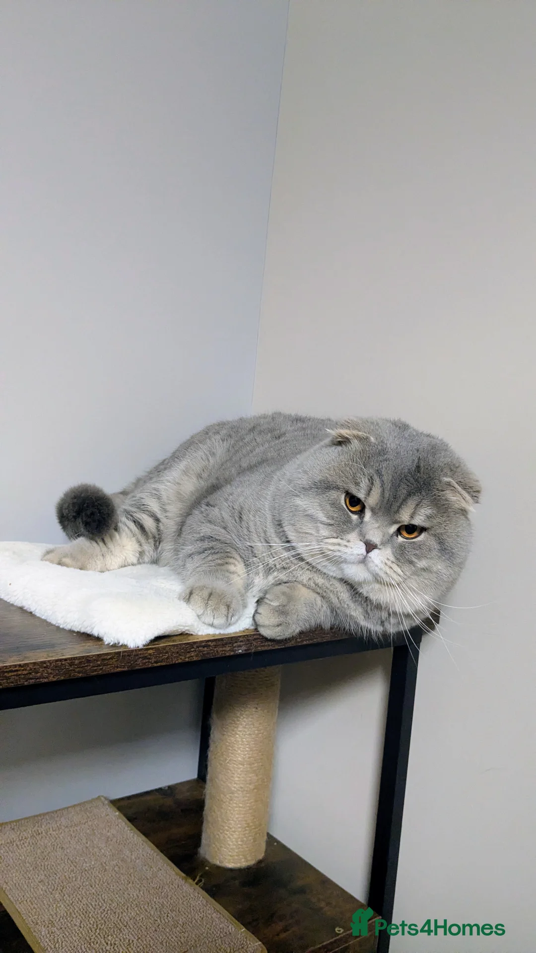 Scottish Fold cats for stud: A beautiful Scottish Fold boy for stud duties  - Advert 2
