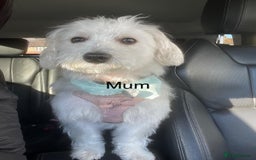 Mixed Breed dogs for sale: Maltipoo cross Westie  - Image 3