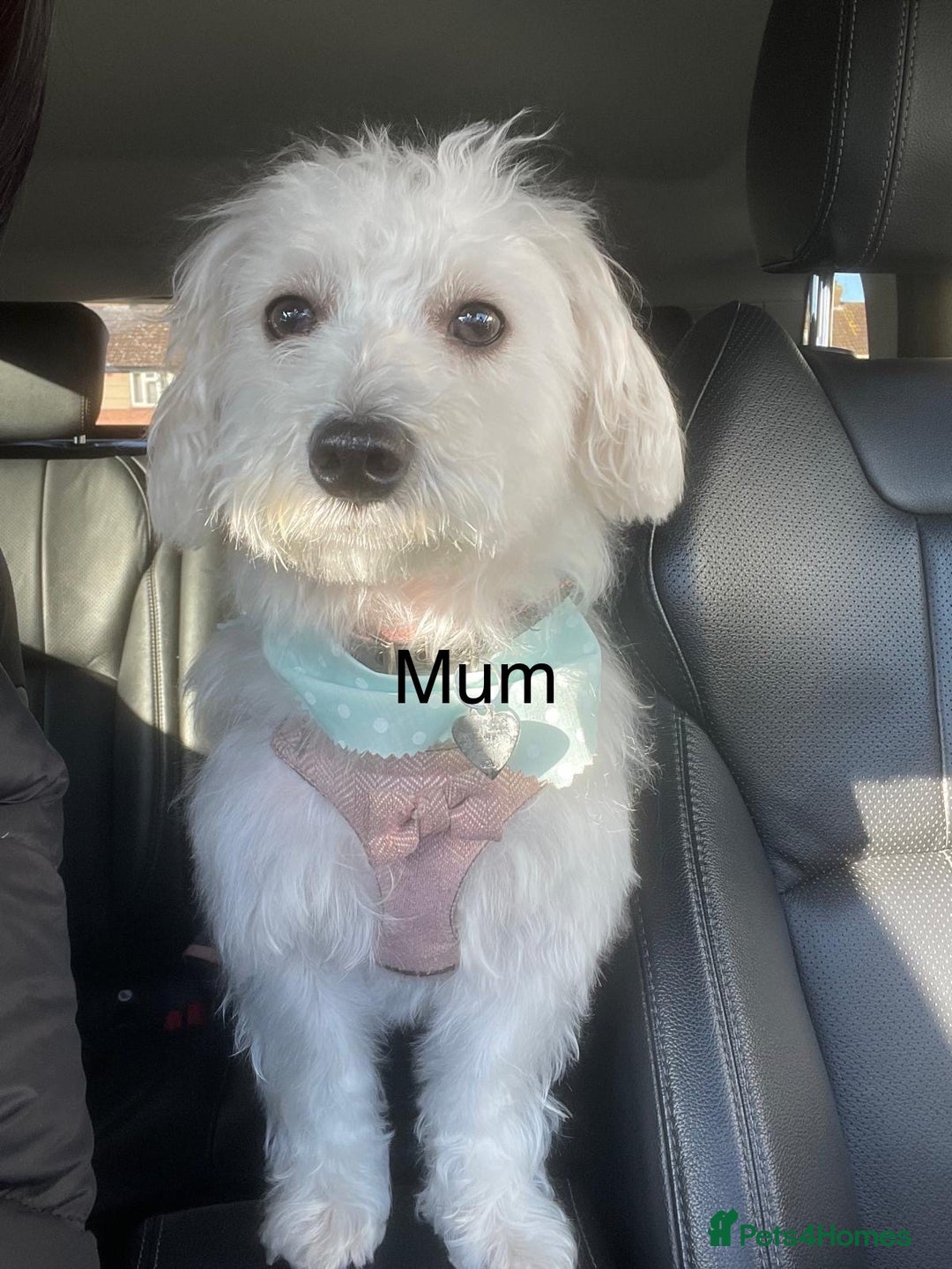 Mixed Breed dogs for sale: Maltipoo cross Westie  - Image 3