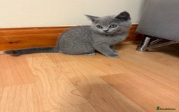 Scottish Fold cats for sale: Scottish folds  - Image 3