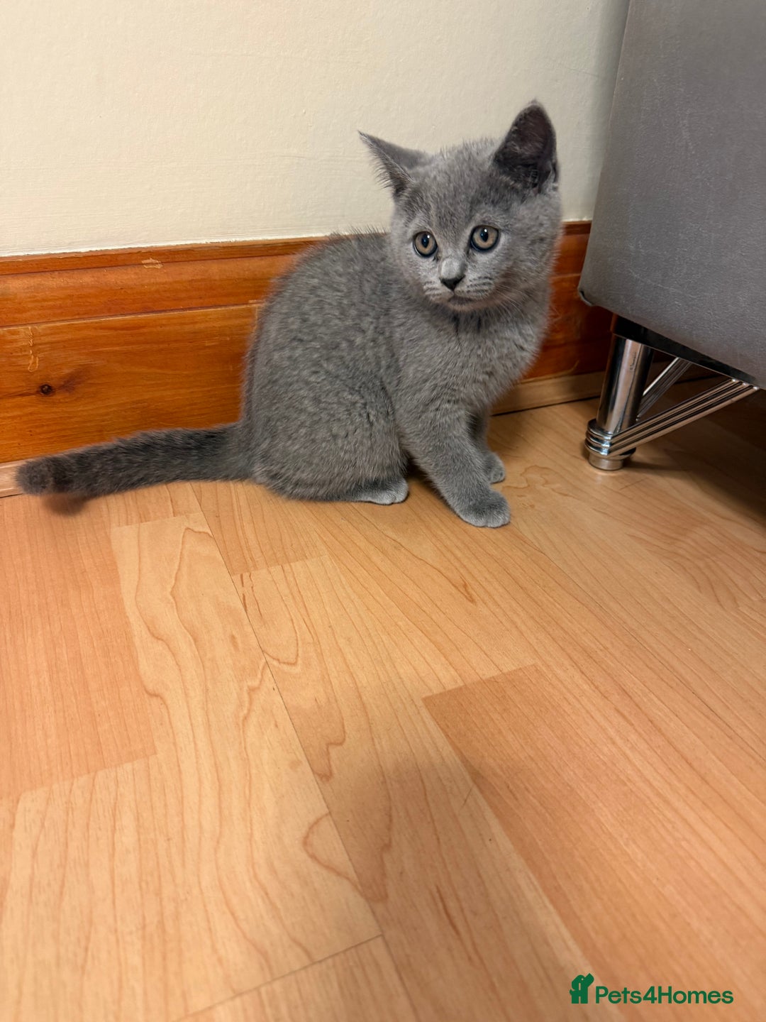 Scottish Fold cats for sale: Scottish folds  - Image 3