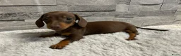Miniature Dachshund dogs for sale: Miniature dachshund puppies  - Advert 13