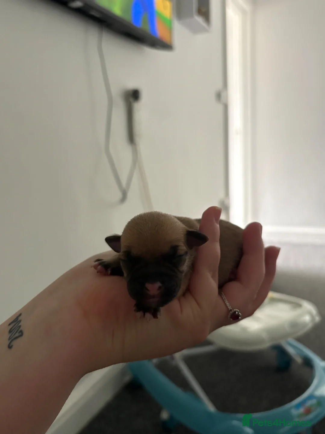 Mixed Breed dogs for sale: Staffy X Jackrusell Puppies  - Advert 2