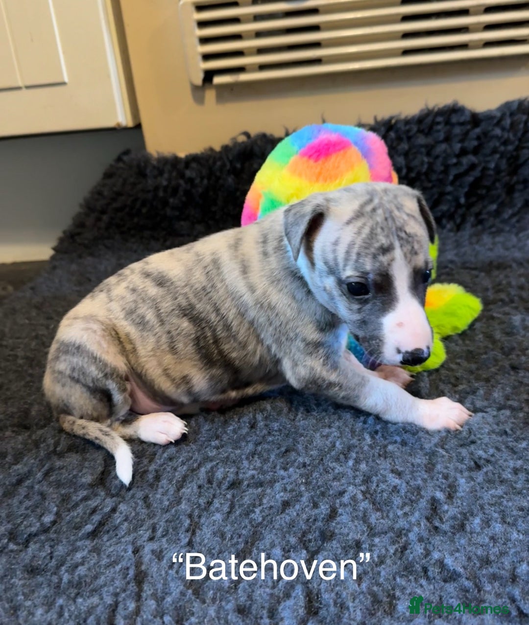Whippet dogs for sale: Beautiful KC Whippet pups 5 boys - Image 16