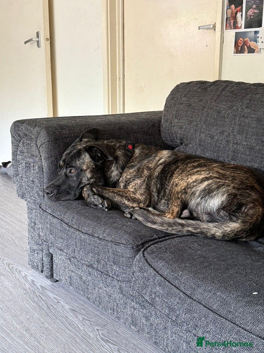 Mixed Breed dogs for sale: Clyde  - Image 8