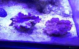 Other/Mixed Breed fish for sale: Saltwater fish - Image 12