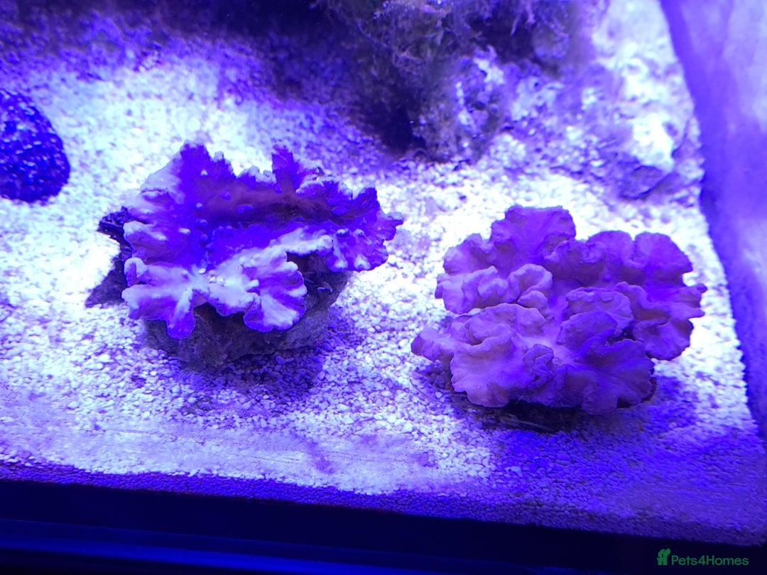 Other/Mixed Breed fish for sale: Saltwater fish - Image 12