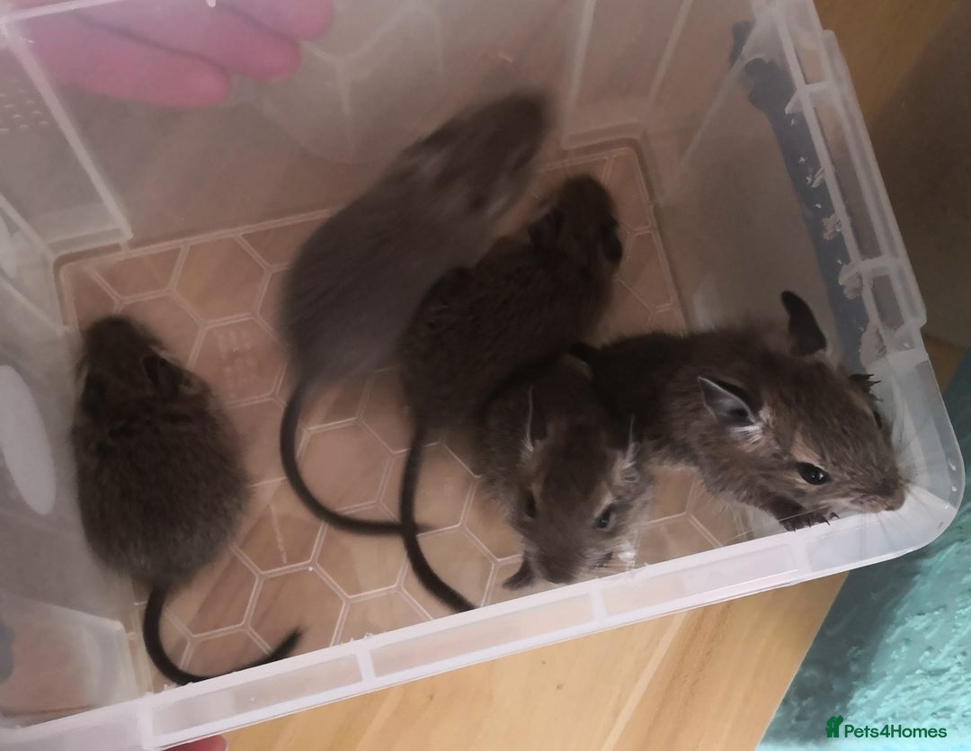 Degus rodents for sale: Baby 4 female and one male  - Image 2
