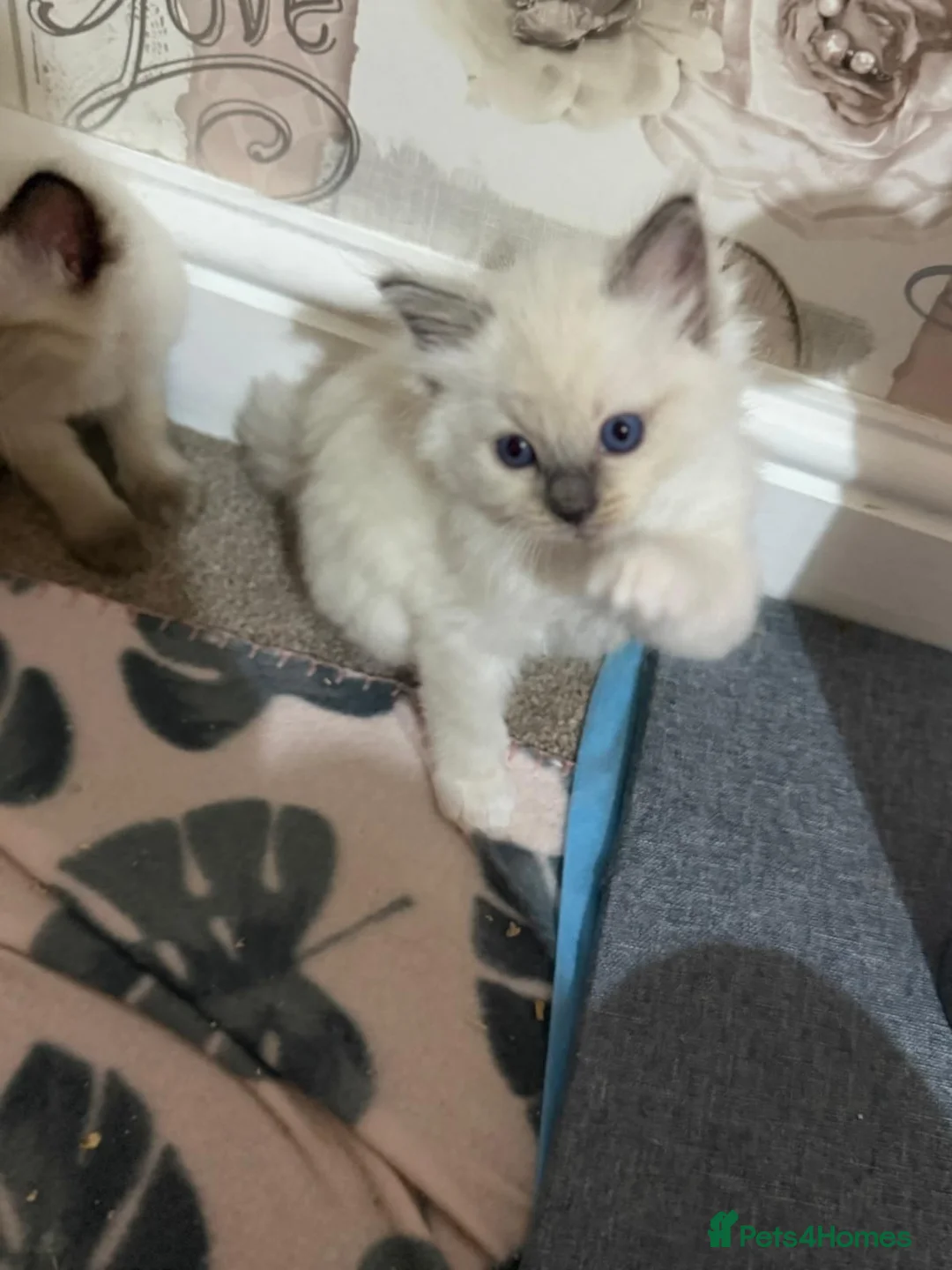 Ragdoll cats for sale: Ragdoll kittens - Advert 40