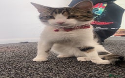 American Shorthair cats for sale: Chino  - Image 1