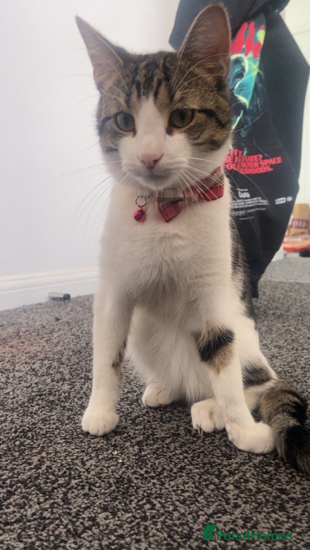 American Shorthair cats for sale: Chino  - Image 1