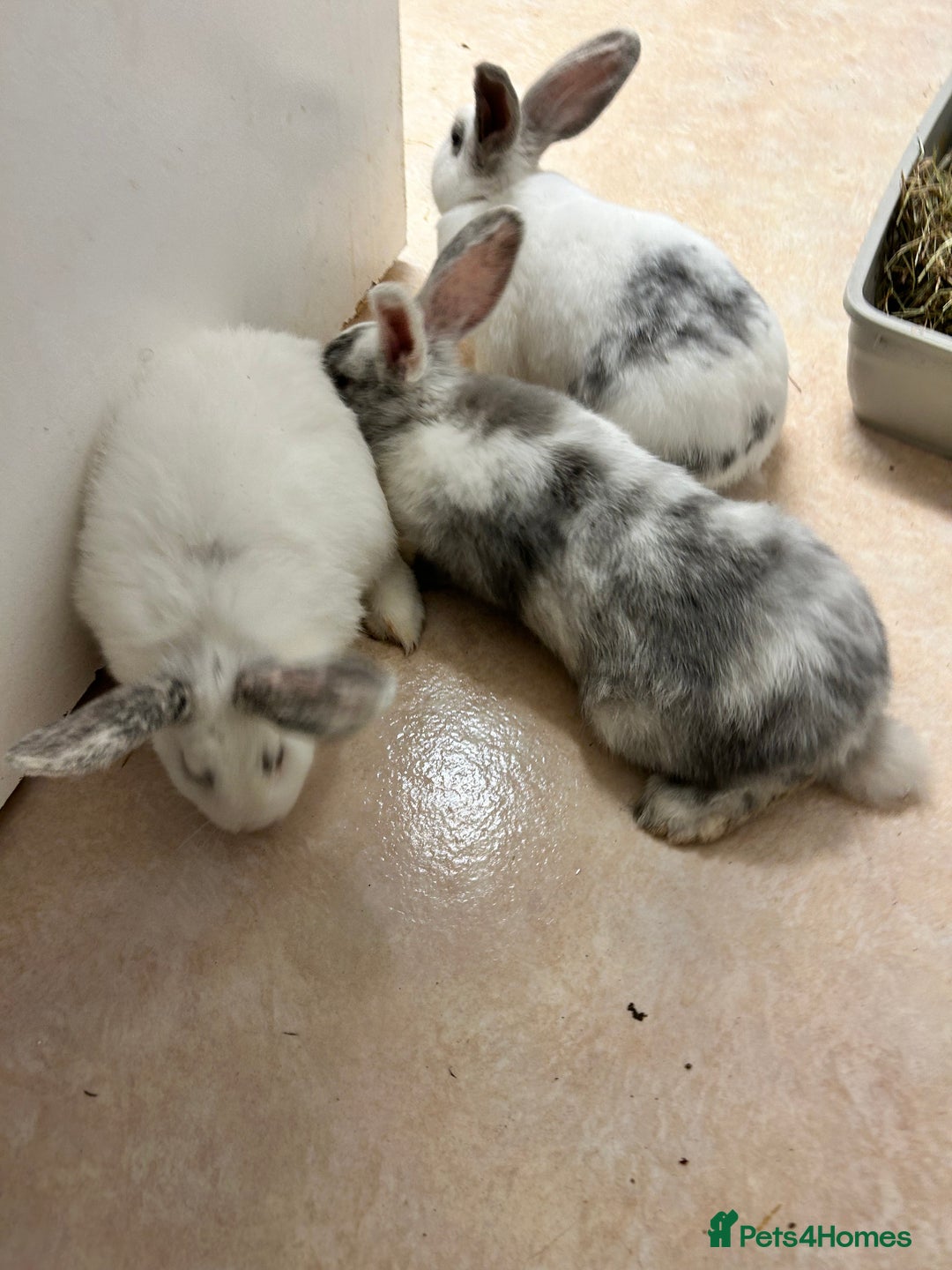 Mixed Breed rabbits for sale: Mixed bunnies - Image 4