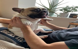 French Bulldog dogs for sale: Perfect sweet boy looking for new home  - Image 5