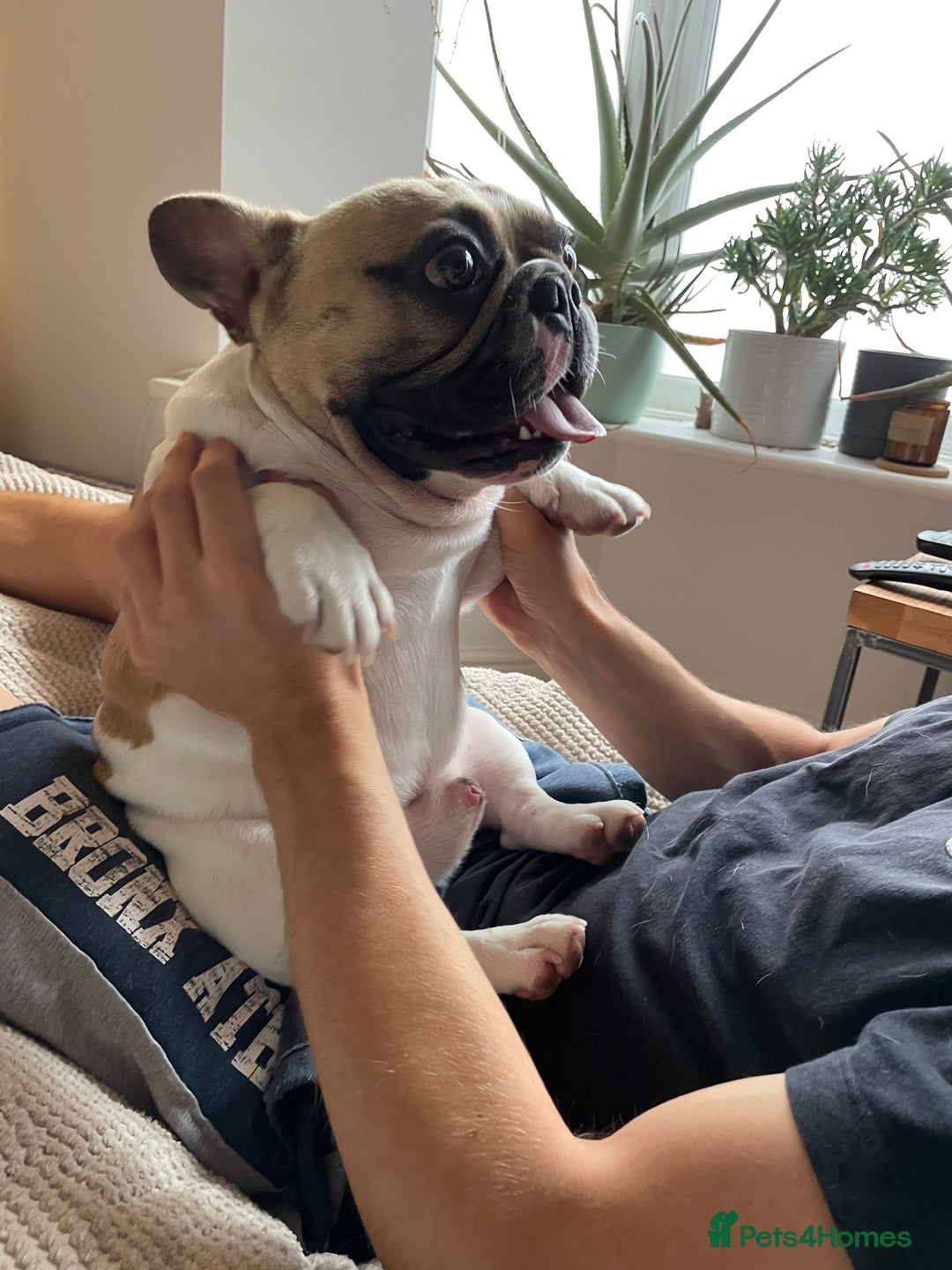 French Bulldog dogs for sale: Perfect sweet boy looking for new home  - Image 5