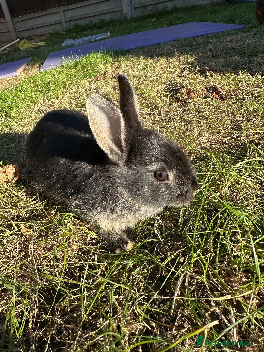 Mixed Breed rabbits for sale: Beautiful Dwarfs lops (Ready to go)  - Advert 14