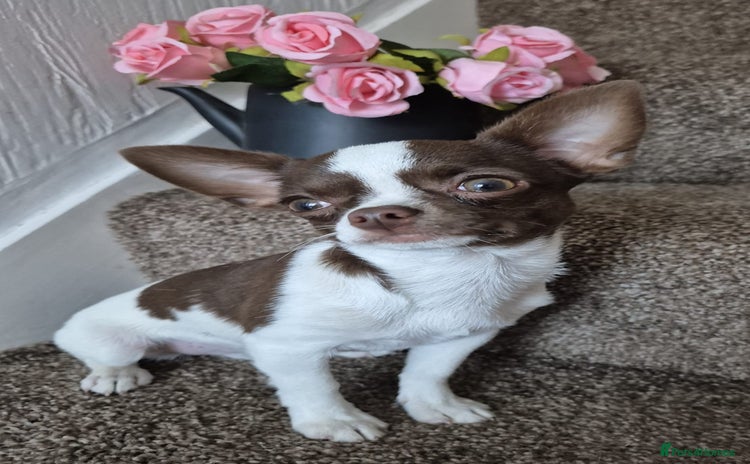 Chihuahua dogs in Dagenham - Advert 2