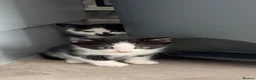 Mixed Breed cats for sale: Adorable kittens  - Advert 3