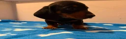 Miniature Dachshund dogs for sale: Pure miniature dachshund pups long and short coat  - Advert 11