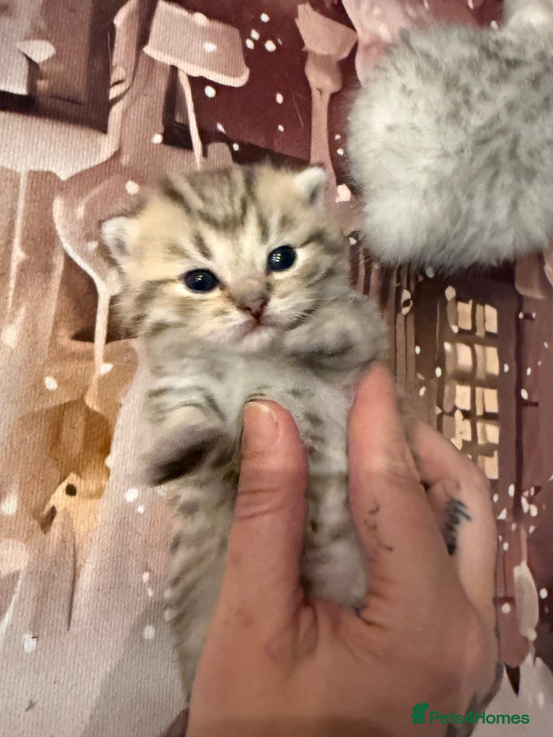 British Shorthair cats for sale: Champion British shorthair kitten  - Advert 8