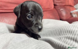 Chihuahua dogs for sale: Chihuahua Boys  - Image 4