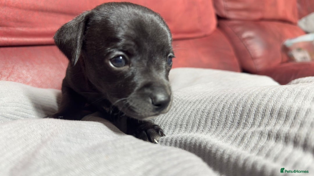 Chihuahua dogs for sale: Chihuahua Boys  - Image 4