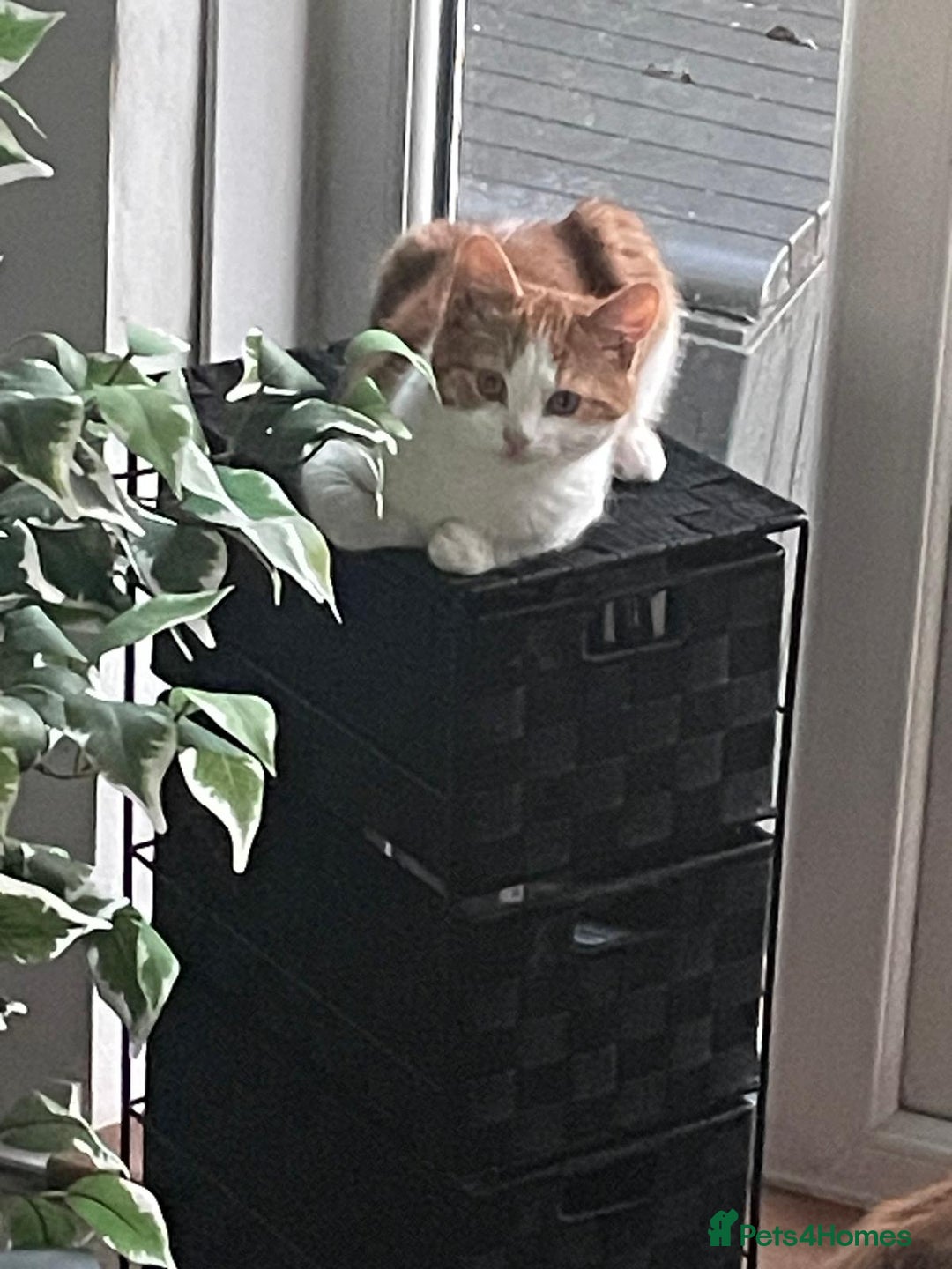 Mixed Breed cats for sale: Ready Now, 3 Loving, Playful Ginger Kittens - Advert 10